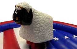 Ride on rodeo sheep for hire